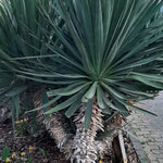 Yucca gloriosa 0.80 - 1.00 m Yucca gloriosa