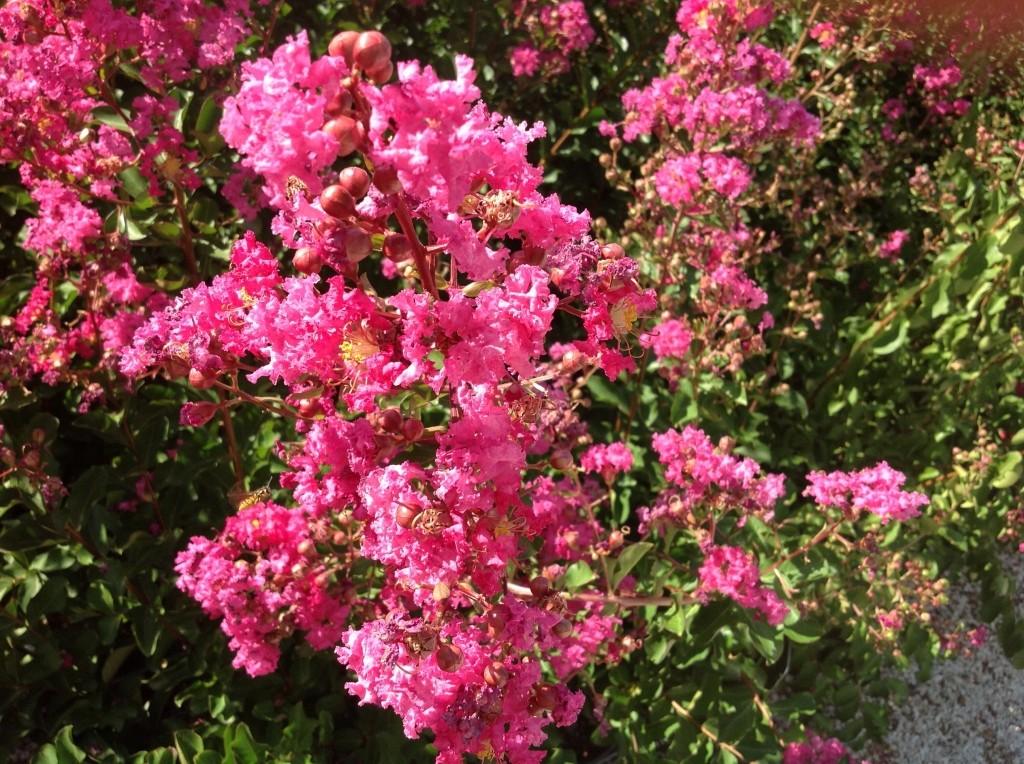 Indian Lilac Rosea Nova" 1.70 - 2.00 m Lagerstroemia Indica "Rosea Nova"
