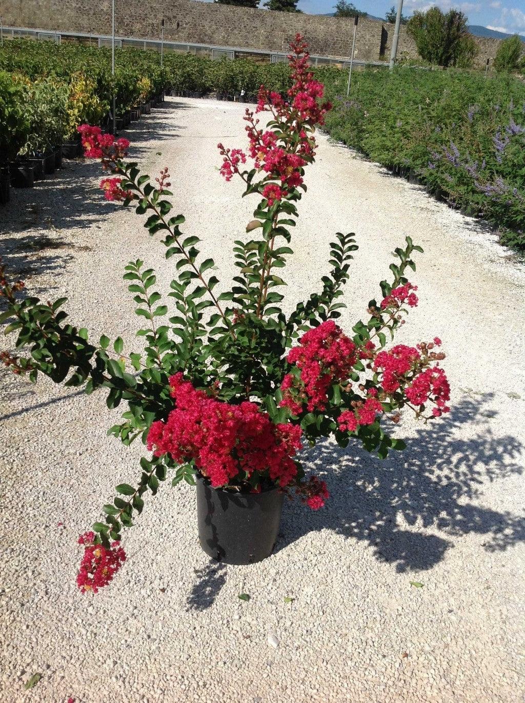 Liliac Indian Dynamite" 1.00 - 1.20 m Lagerstroemia Indica "Dynamite"