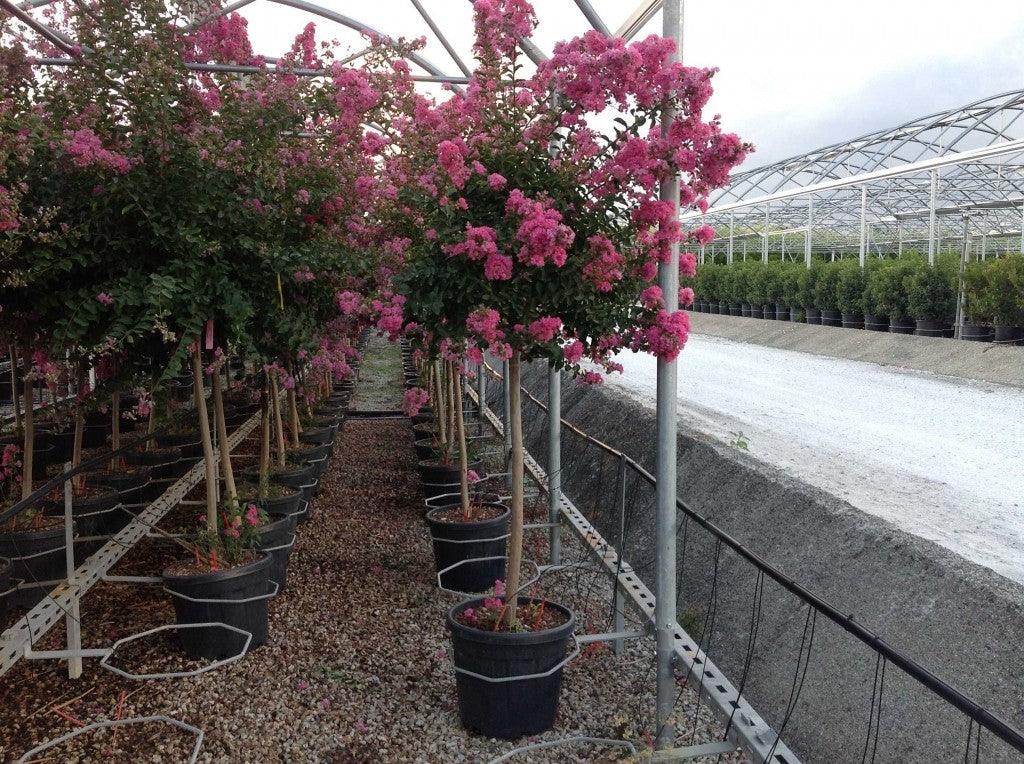Lilac Indian Caroline Beauty" tree 1.70 - 2.00 m Lagerstroemia Indica "Caroline Beauty"