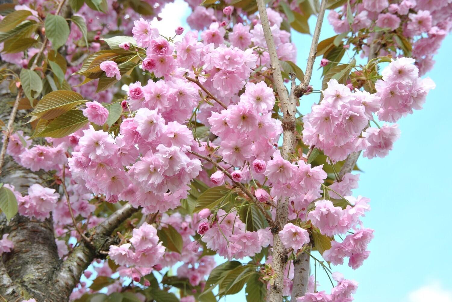 Kanzan Japanese cherry" 2.00 - 2.50 m Prunus serrulata "Kanzan"