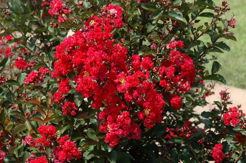 Indian Lilac Durant Red" tree 1.70 - 2.00 m Lagerstroemia Indica "Durant Red"