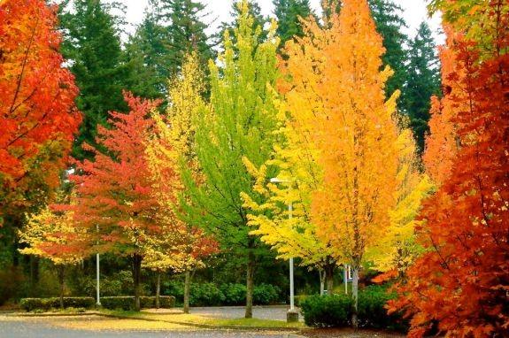 Gum tree 2.50 - 3.00 m Liquidambar styraciflua