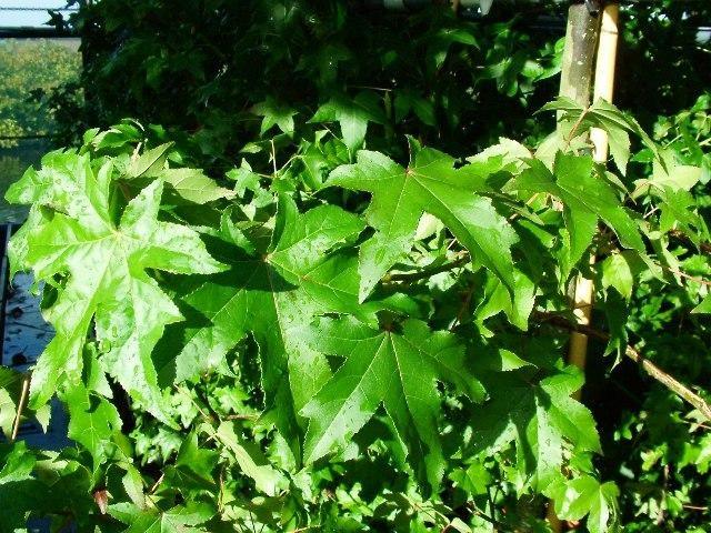The gum tree 3.50 - 4.50 m Liquidambar styraciflua