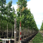 The gum tree 3.50 - 4.50 m Liquidambar styraciflua