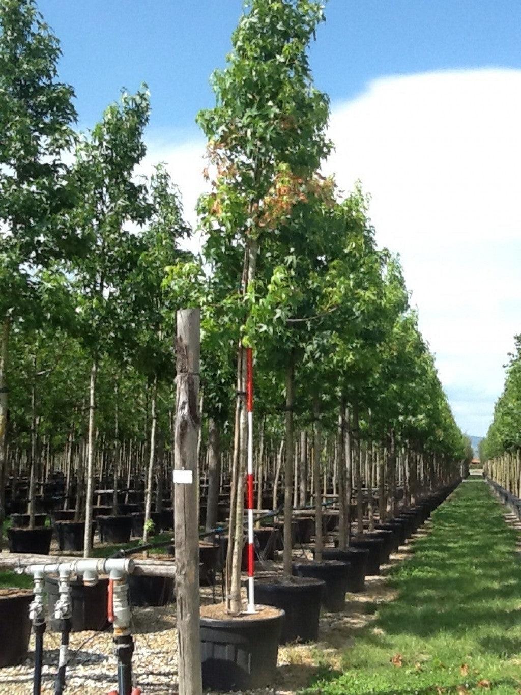 The gum tree 3.50 - 4.50 m Liquidambar styraciflua