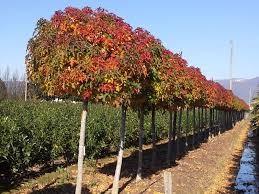 Arborele de guma Gum Ball" 2.00 - 2.50 m Liquidambar styraciflua "Gum Ball"