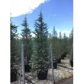 Himalayan Cedar Bush Electra" 2.00 - 2.50 m Cedrus deodora "Bush Electra"