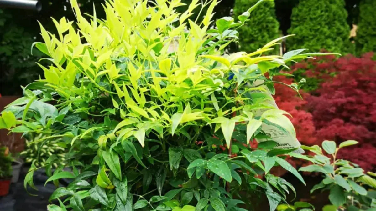 Bambus sfant  Magical " 0.40 - 0.60 m  Nandina domestica "Magical"