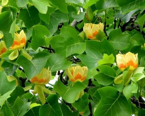 Arborele lalea 3.00 m - 3.50 m Liriodendron tulipifera