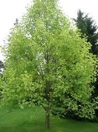 Arborele lalea 3.00 m - 3.50 m Liriodendron tulipifera