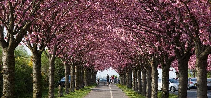 Japanese Cherry Royal Burgundy" 2.00 - 2.50 m Prunus serrulata "Royal Burgundy"