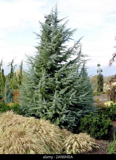 Himalayan Cedar Bush Electra" 2.00 - 2.50 m Cedrus deodora "Bush Electra"