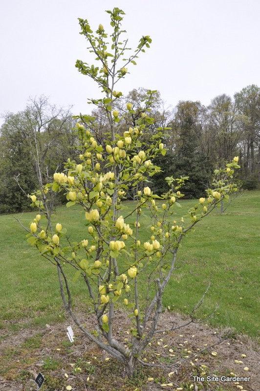 Yellow Magnolia Yellow Bird" 1.30 - 1.50 m Magnolia x "Yellow Bird"