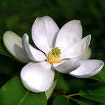 Magnolia virginiana Glauca" tree 3.00 - 3.50 m Magnolia virginiana "Glauca"