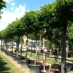 Alphen's Globe" 2.50 - 3.00 m Platanus x acerifolia "Alphen's Globe"