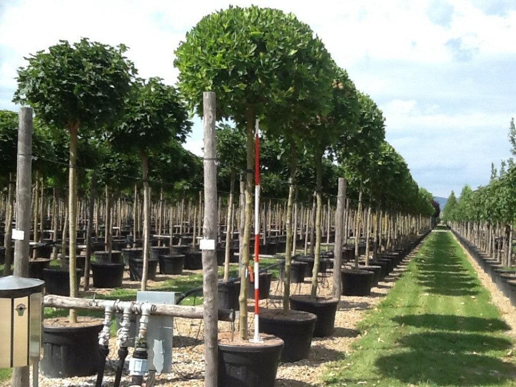 Alphen's Globe" 2.50 - 3.00 m Platanus x acerifolia "Alphen's Globe"