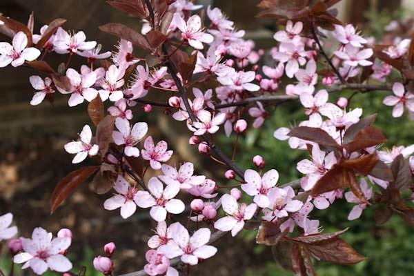 Corcodus red Pissardii" tree 2.50 - 3.50 m Prunus cerasifera "Pisardii"