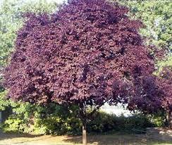 Corcodus red Pissardii" tree 2.50 - 3.50 m Prunus cerasifera "Pisardii"