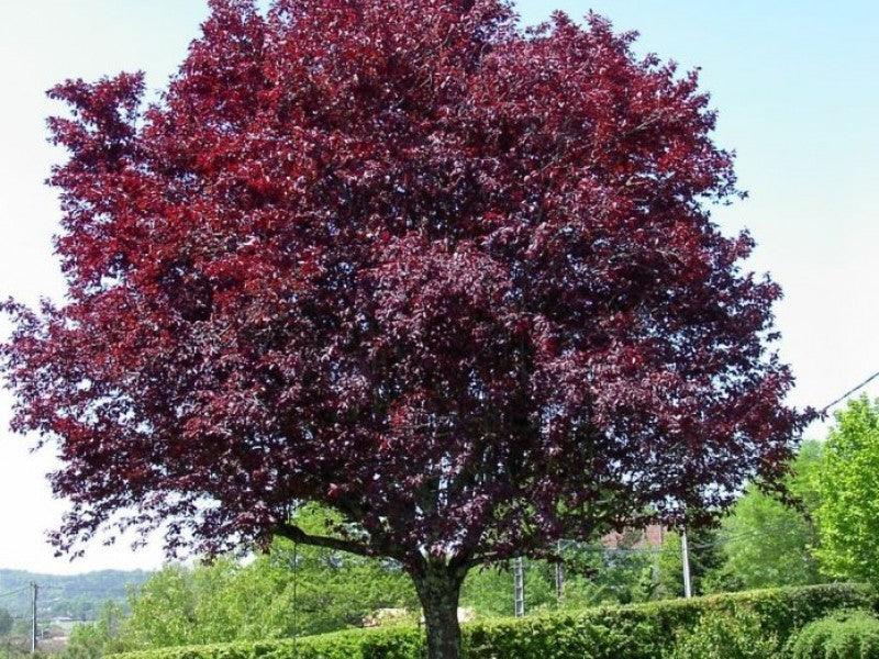 Corcodus red Pissardii" tree 2.50 - 3.50 m Prunus cerasifera "Pisardii"