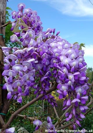 Glicina chinezească Yokahama Fuji" 2.00 m Wisteria chinensis "Yokahama Fuji"
