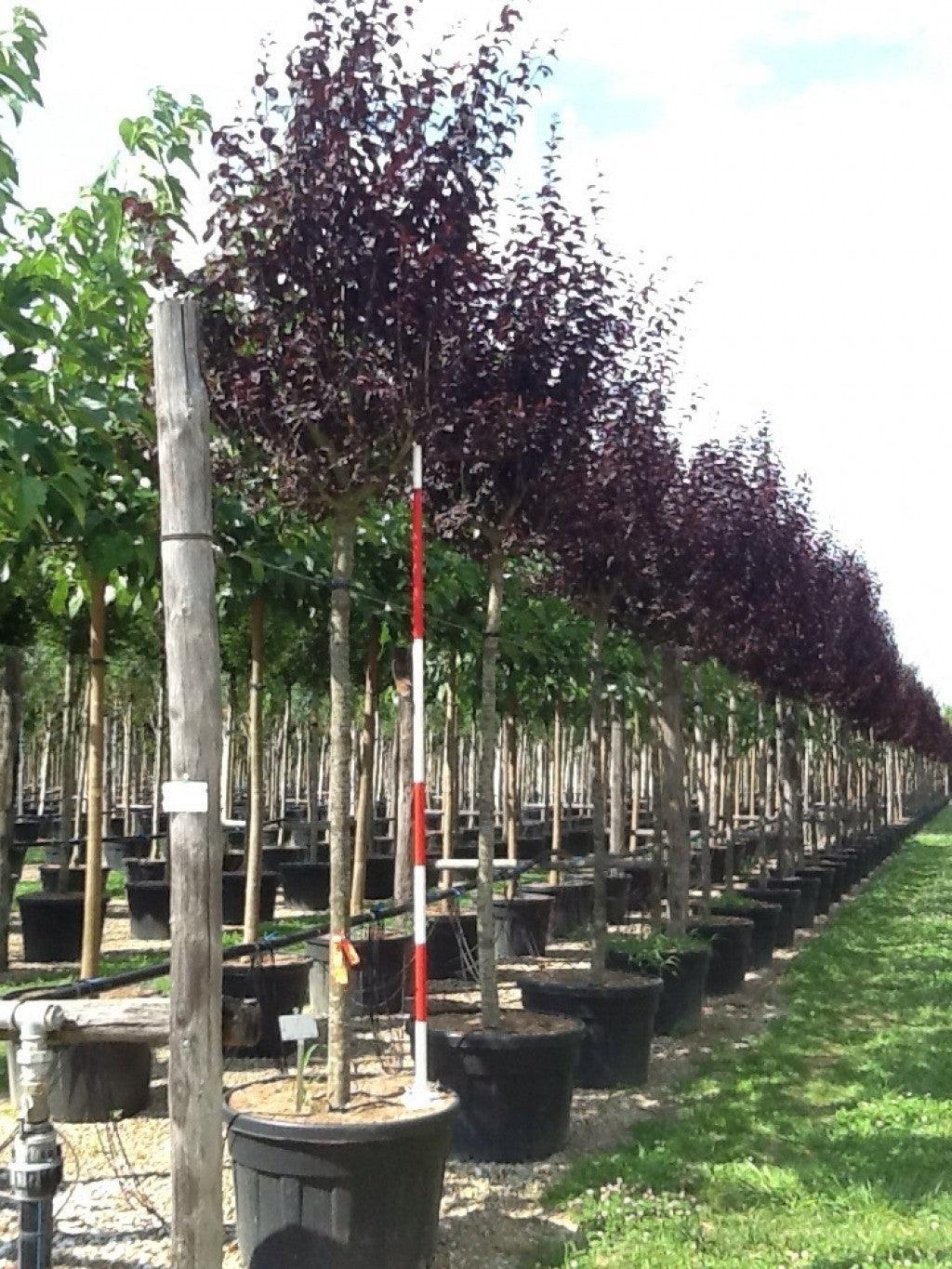 Corcodus red Pissardii" tree 2.50 - 3.50 m Prunus cerasifera "Pisardii"