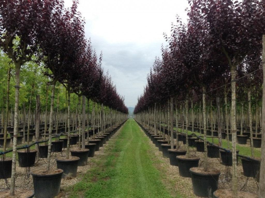 Corcodus red Pissardii" tree 2.50 - 3.50 m Prunus cerasifera "Pisardii"