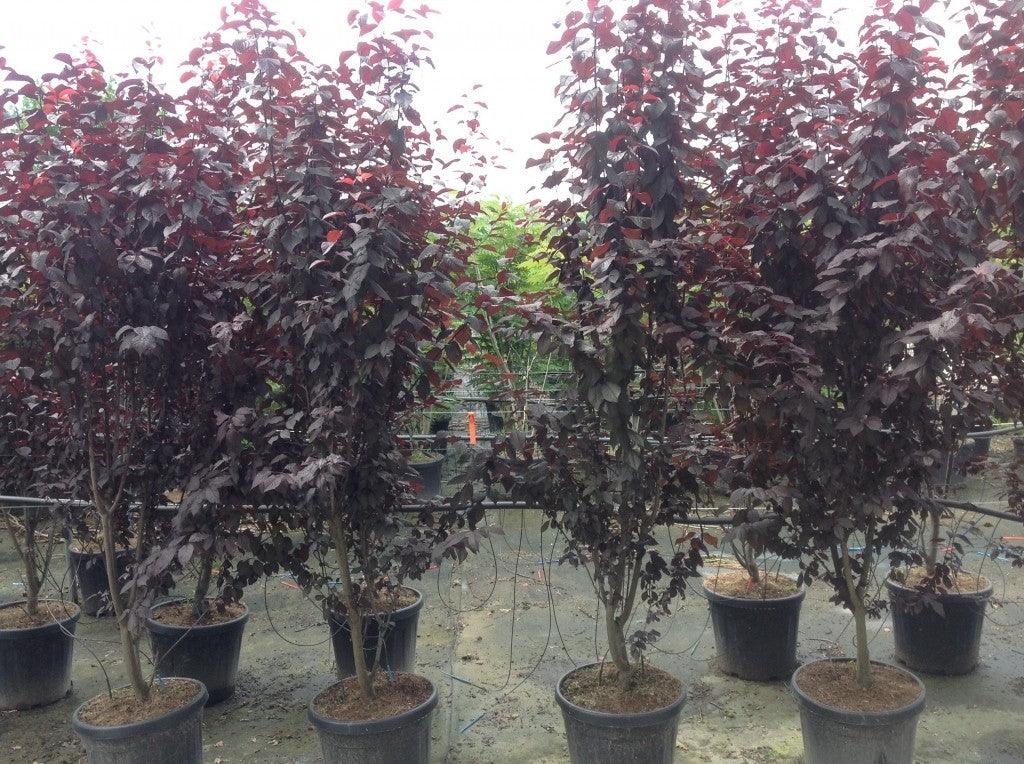 Corcodus red Pissardii" bush 2.00 - 2.50 m Prunus cerasifera "Pisardii"