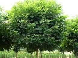 Salcam Globular 3.00 - 3.50 m Robinia pseudoacacia Umbraculifera"