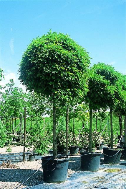 Salcam Globular 3.00 - 3.50 m Robinia pseudoacacia Umbraculifera"