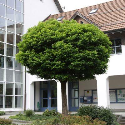 Salcam Globular 3.00 - 3.50 m Robinia pseudoacacia Umbraculifera"