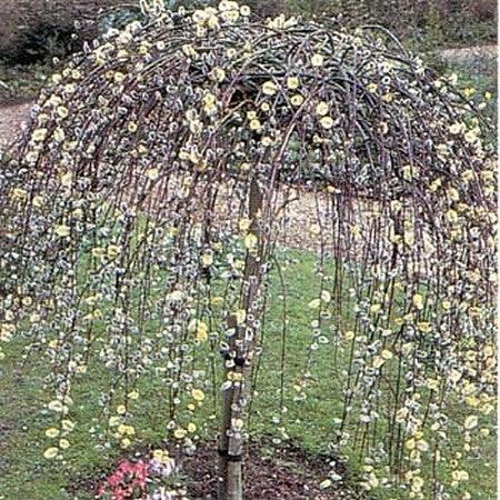 "Kilmarnock goat willow" 1.40 - 1.60 m Salix goat "Kilmarnock"