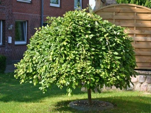 "Kilmarnock goat willow" 1.40 - 1.60 m Salix goat "Kilmarnock"