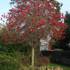 Mountain Scorus 3.50 - 4.00 m Sorbus aucuparia