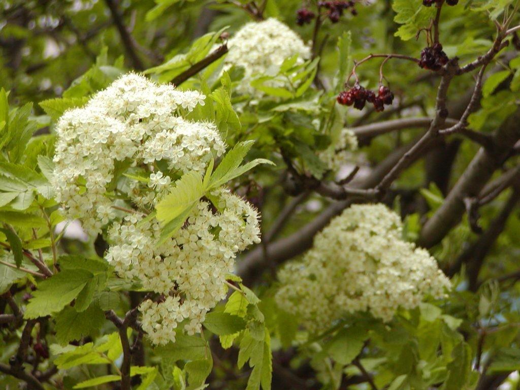 Mountain Scorus 3.50 - 4.00 m Sorbus aucuparia