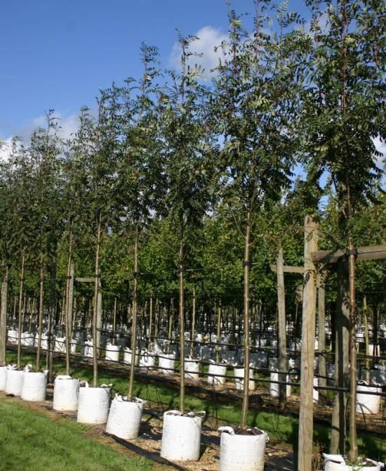 Scorus de munte 3.50 - 4.00 m Sorbus aucuparia