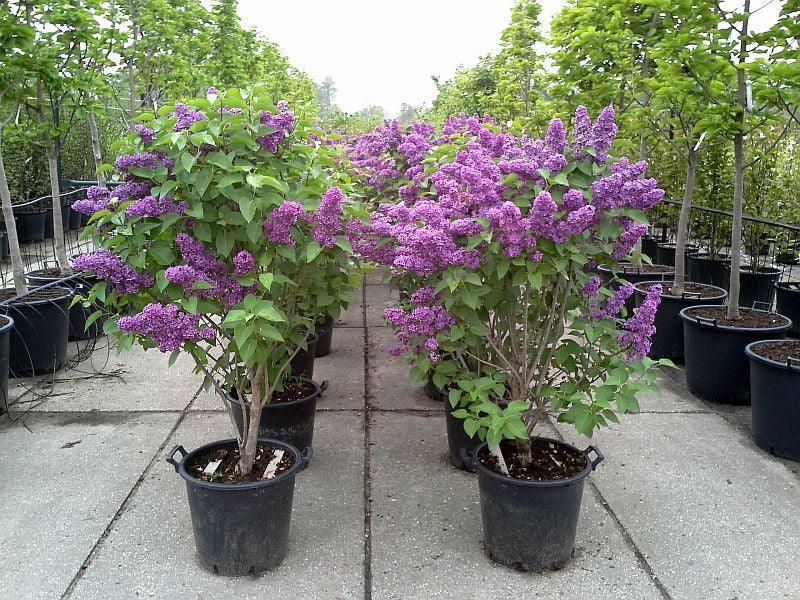 Liac Michel Buchner" 1.20 - 1.50 m Syringa vulgaris "Michel Buchner"