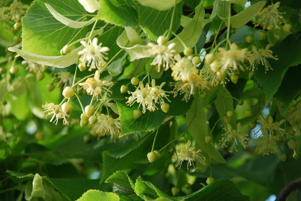 Silver lime 3.00 - 4.00 m Tilia hybrida Argentea"