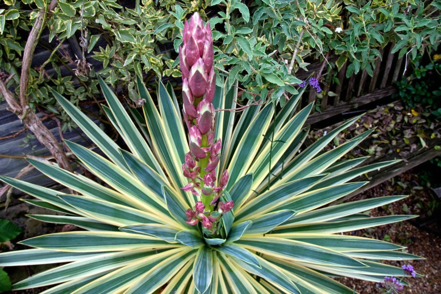 Yucca gloriosa Variegata" 0.80 - 1.00 m Yucca gloriosa "Variegata"