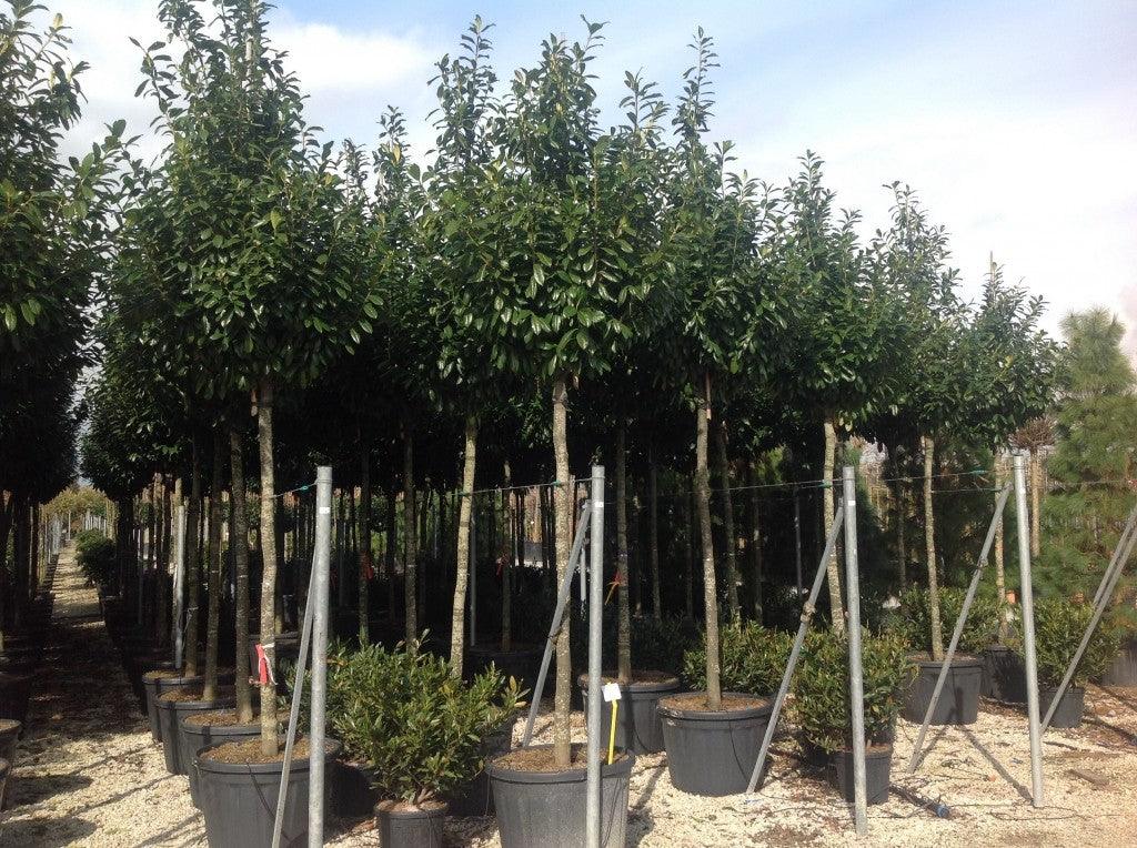 Laur englezesc Novita" 3.00 - 4.00 m Prunus laurocerasus" Novita"