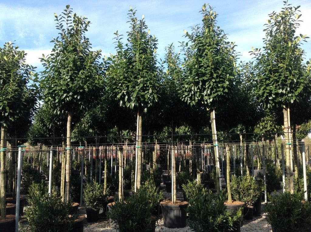 Laur englezesc Novita" 3.00 - 4.00 m Prunus laurocerasus" Novita"