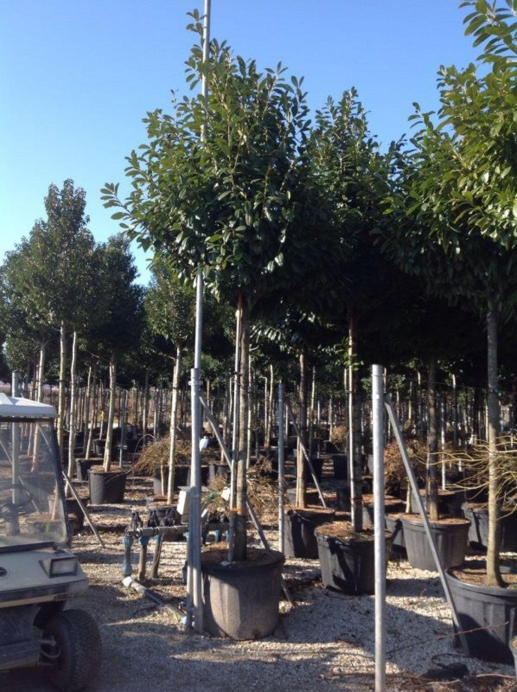 Laur englezesc Novita" 3.00 - 4.00 m Prunus laurocerasus" Novita"