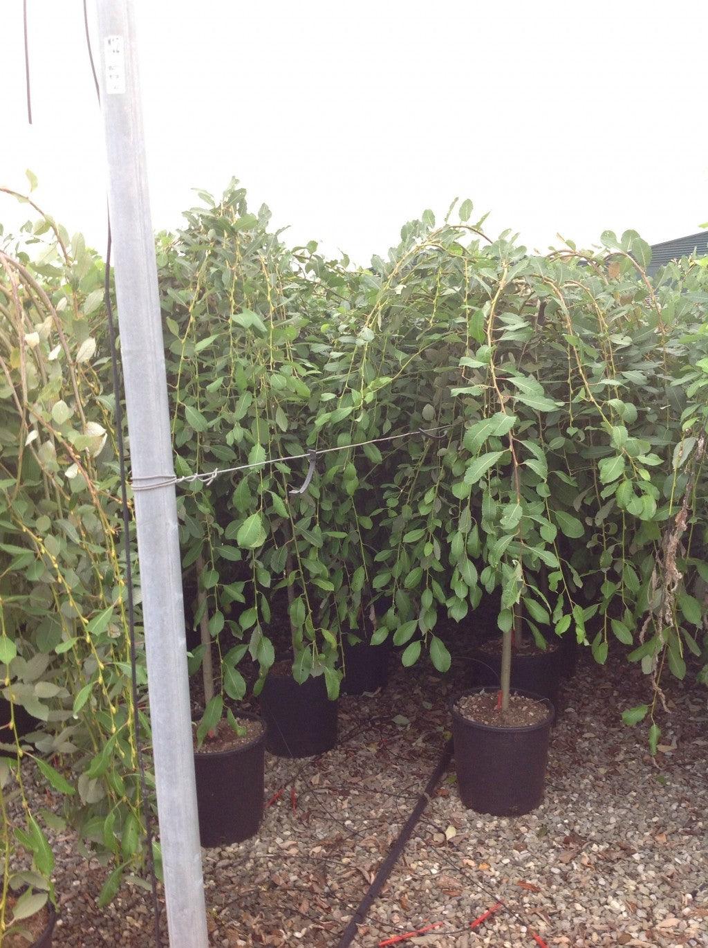 "Kilmarnock goat willow" 1.40 - 1.60 m Salix goat "Kilmarnock"