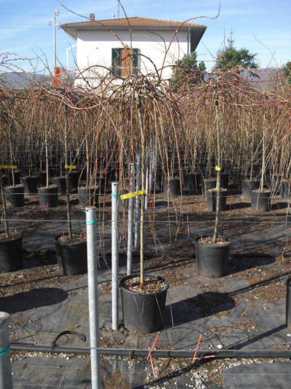 "Kilmarnock goat willow" 1.40 - 1.60 m Salix goat "Kilmarnock"