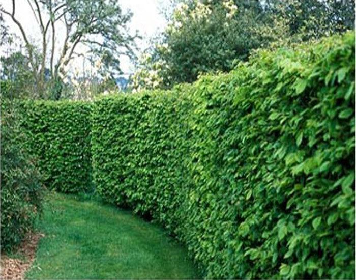 Carpen columnar 2.50 - 3.00 m Carpinus betulus Fastigiata"
