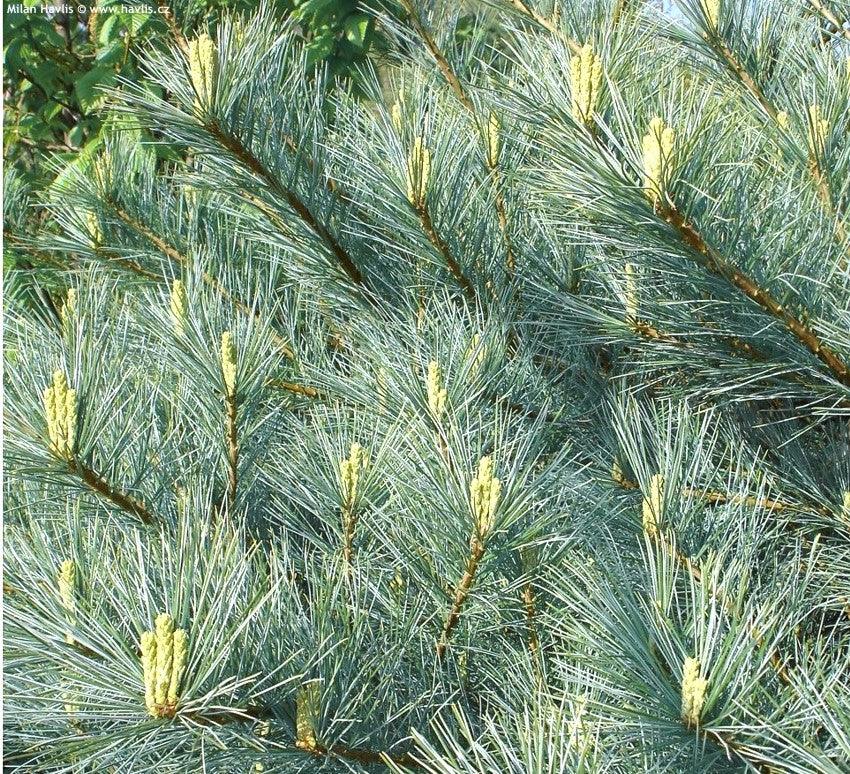 Pinus strobus "Nana" 1.00 - 1.50 m Pinus strobus "Nana"