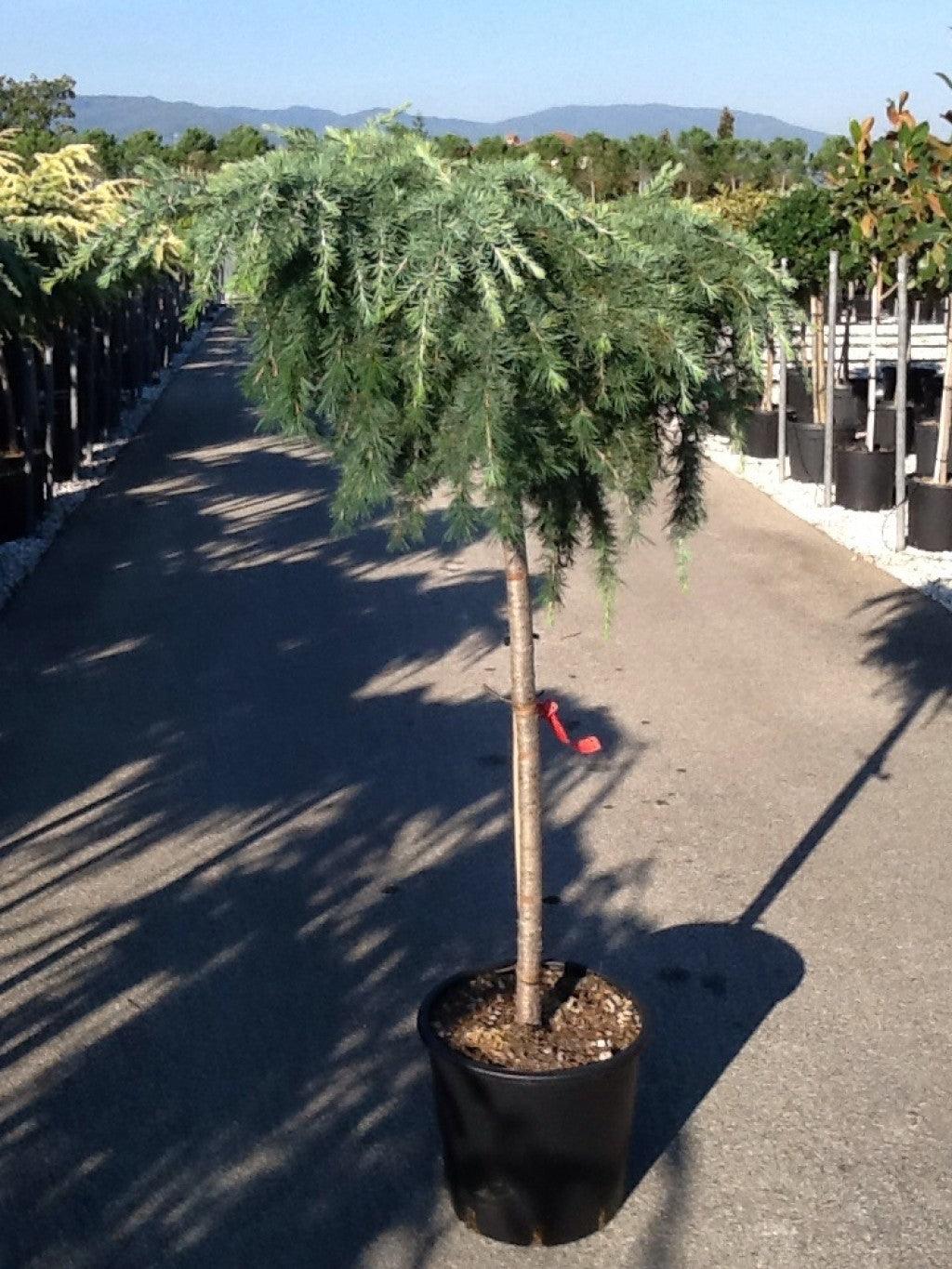 Himalayan cedar Feelin Blue" 1.50 - 1.80 m Cedrus deodora "Feelin Blue"
