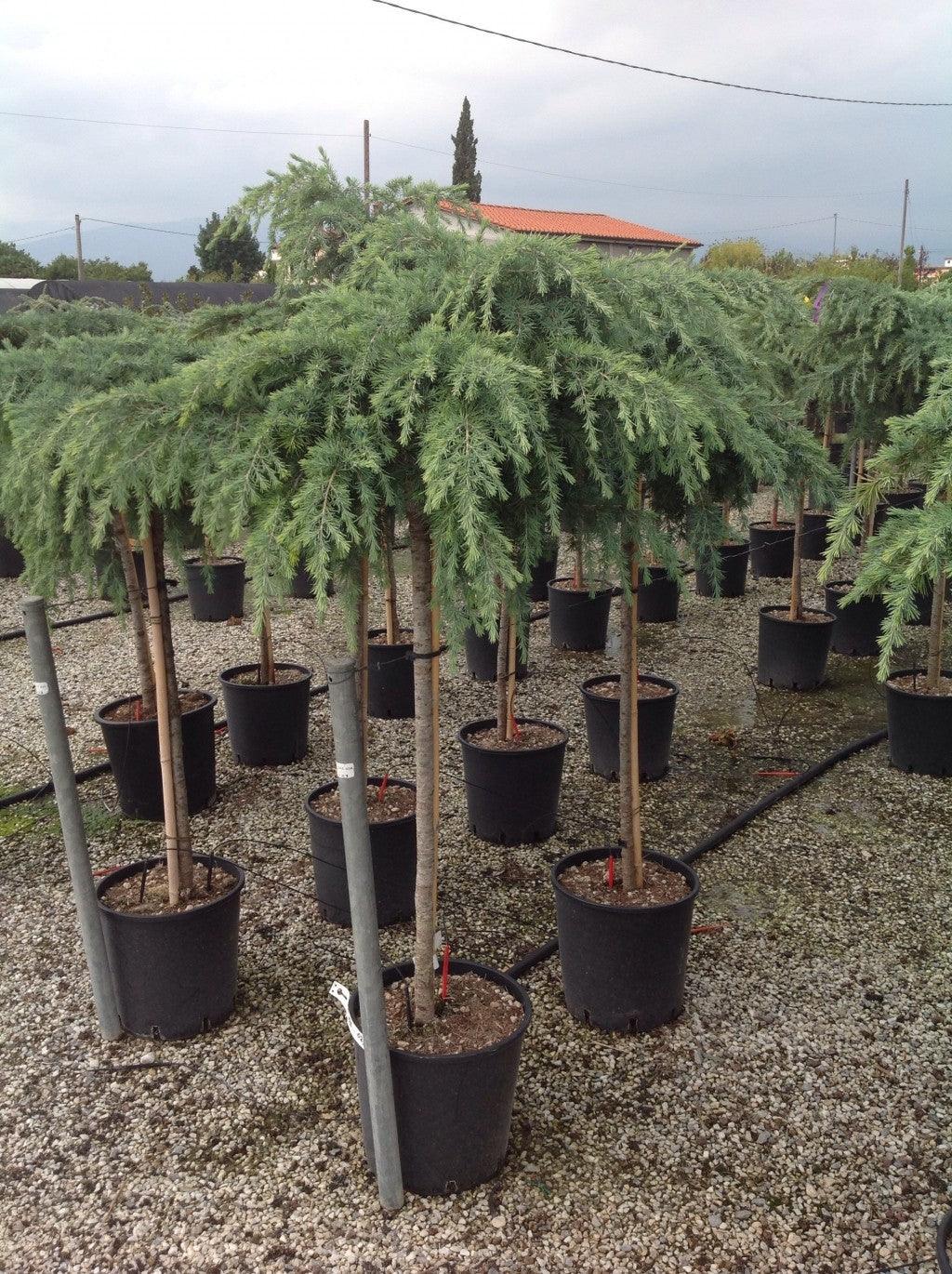 Himalayan cedar Feelin Blue" 1.50 - 1.80 m Cedrus deodora "Feelin Blue"