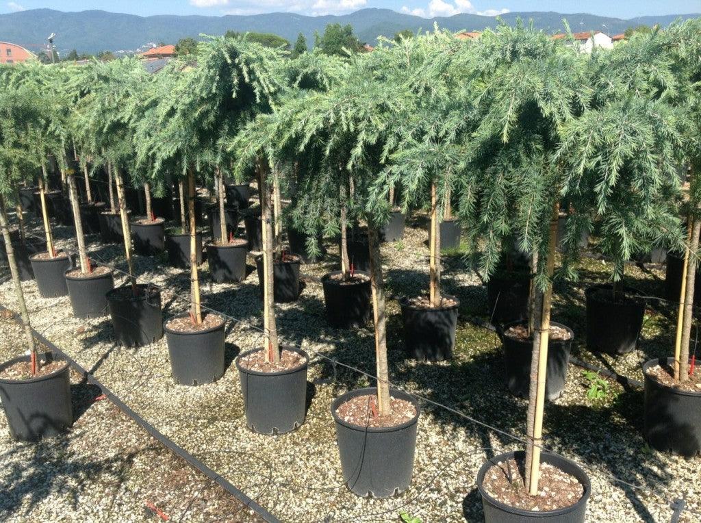 Himalayan cedar Feelin Blue" 1.50 - 1.80 m Cedrus deodora "Feelin Blue"