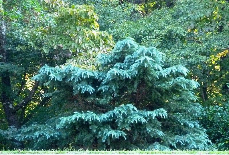 Himalayan cedar Feelin Blue" 1.50 - 1.80 m Cedrus deodora "Feelin Blue"